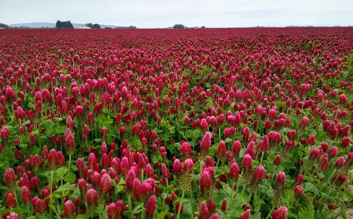 French Prairie