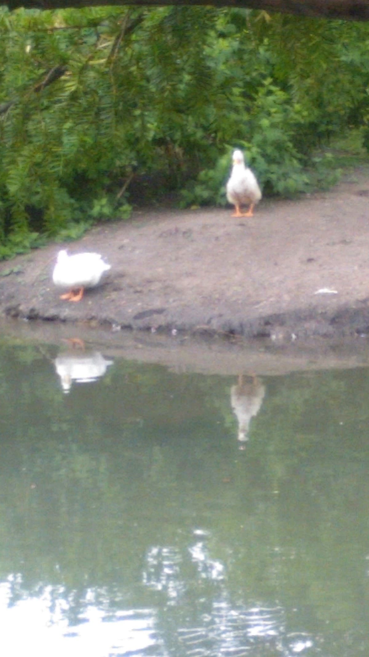 Riis Park Lagoon
