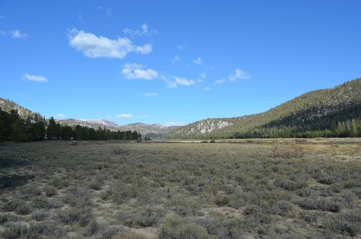 Tunnel Meadow