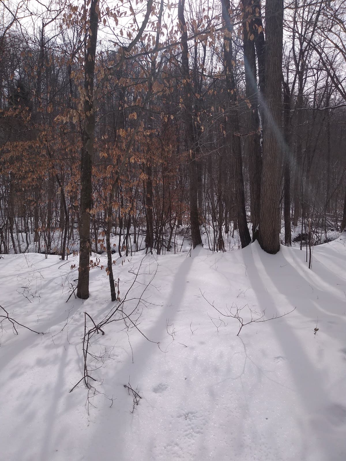 Shawnee Forest Backpacking Trail Camp 3