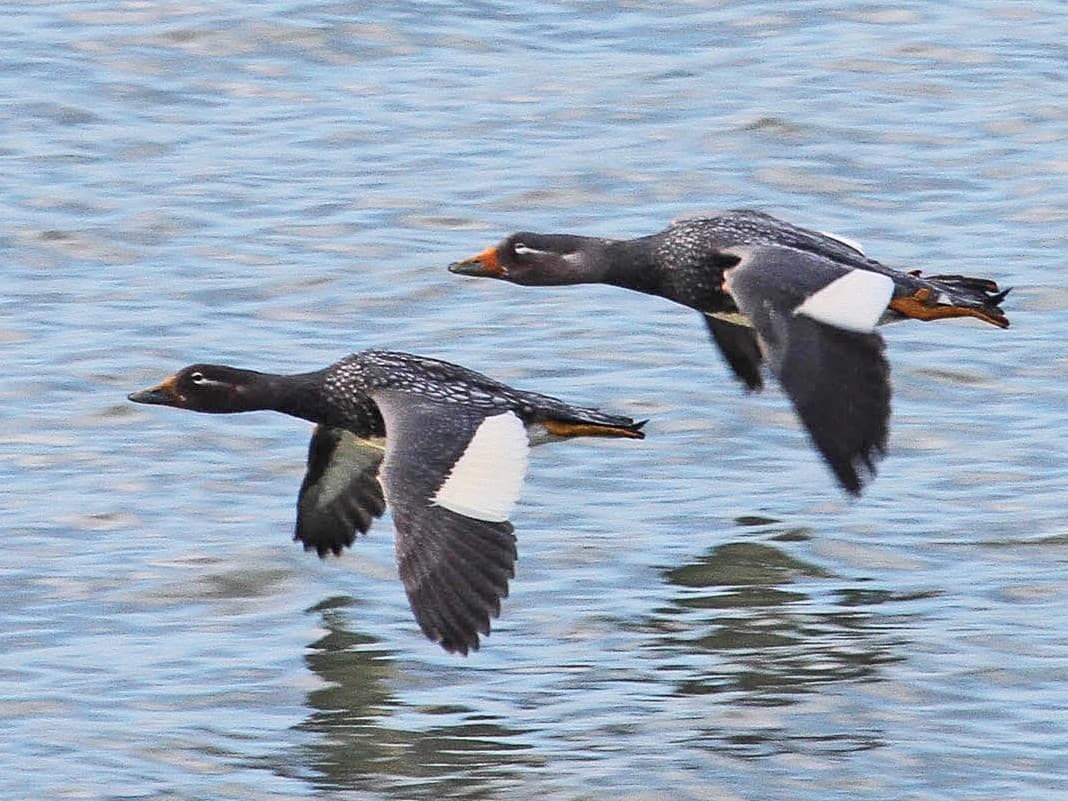 Bicknell Bottoms