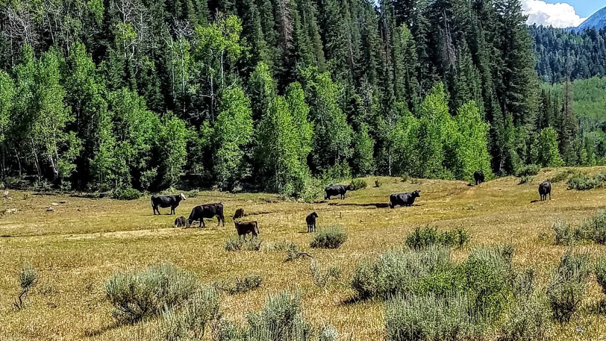 Santaquin Meadows