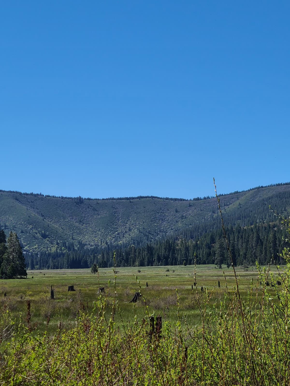 Mills Meadow