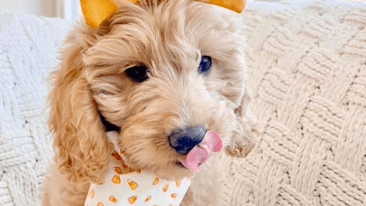 Pawllywood Pet Spa