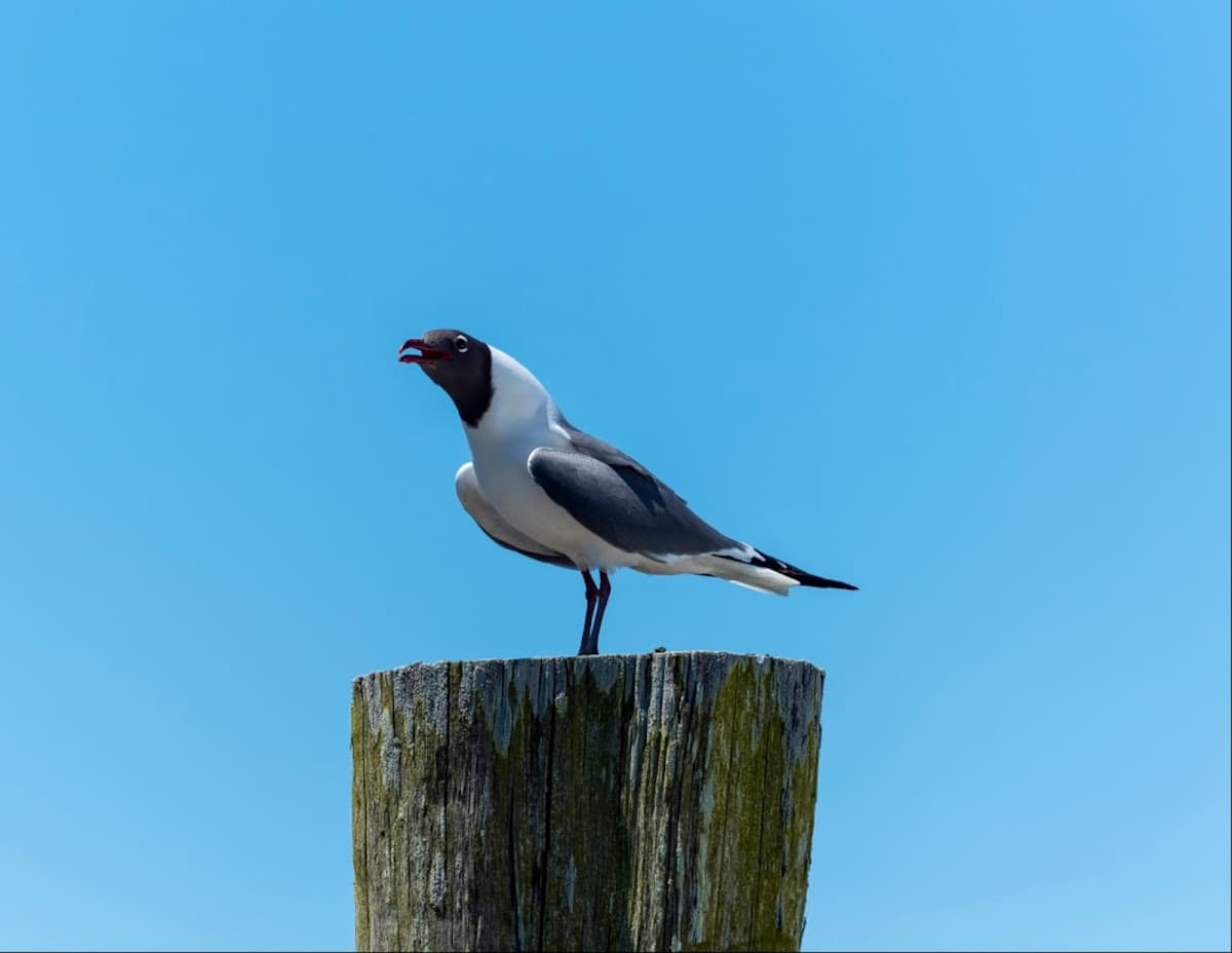 Cape Island Marina