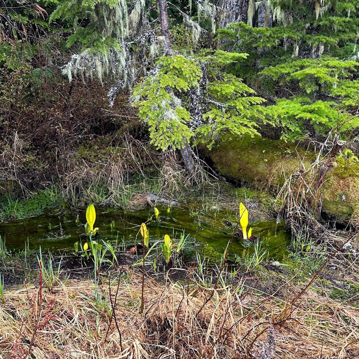 Dailey Prairie