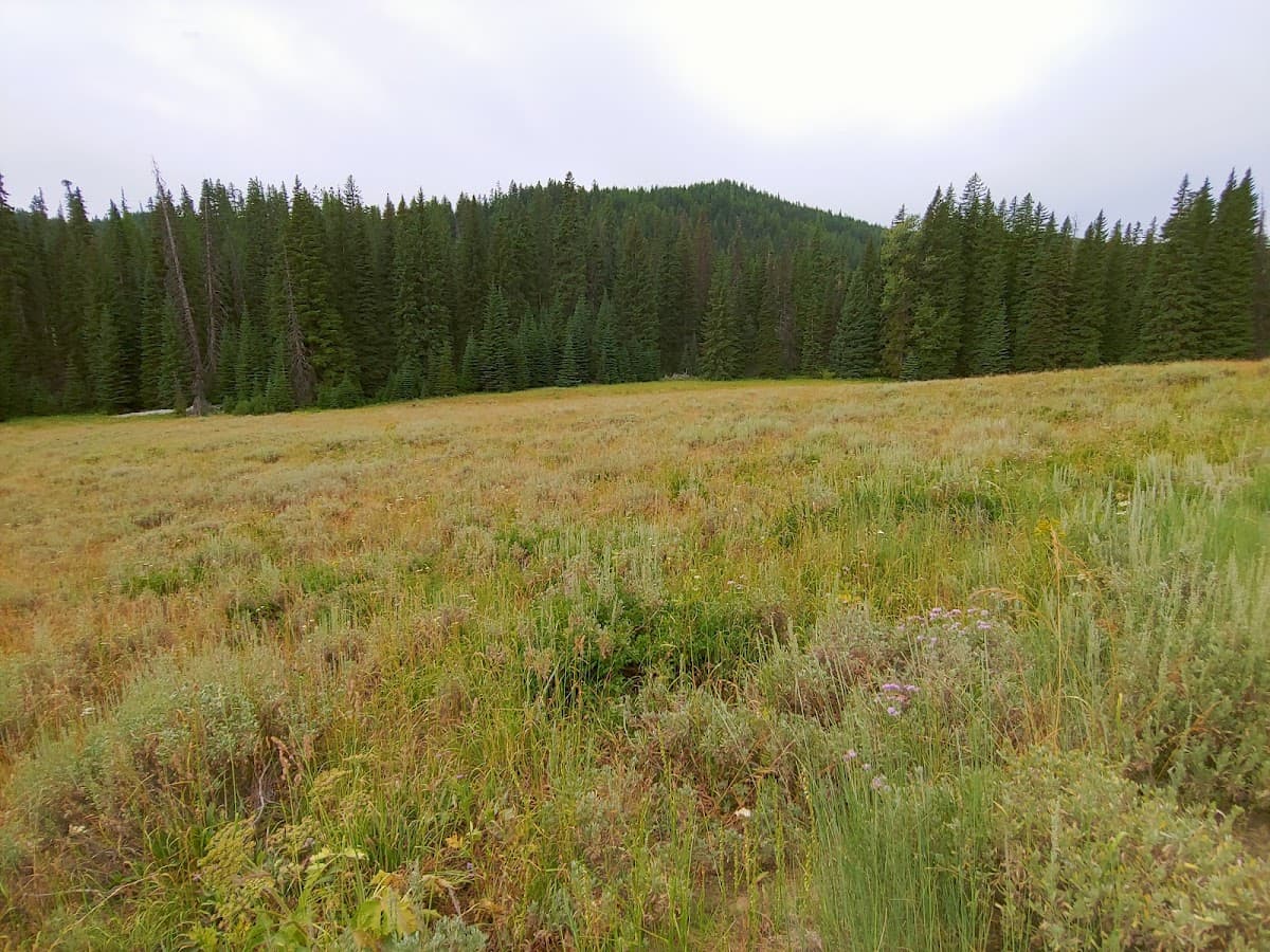 Buck Meadows
