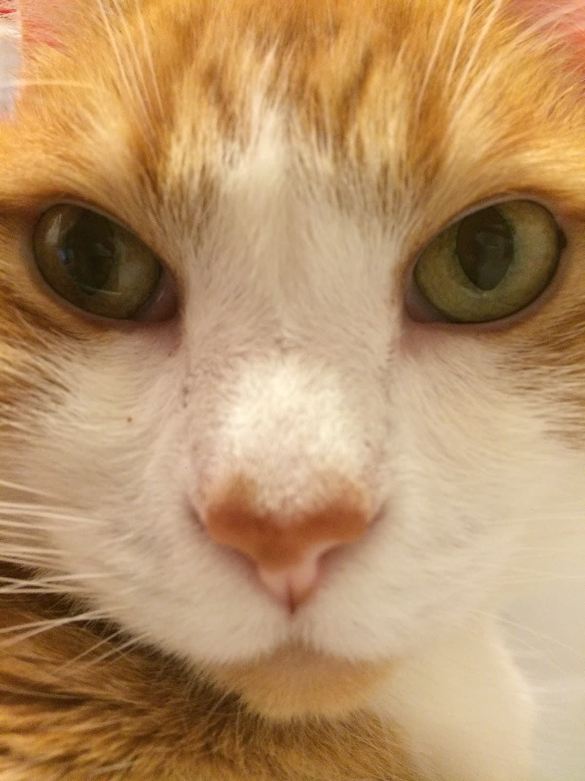 MeowTown