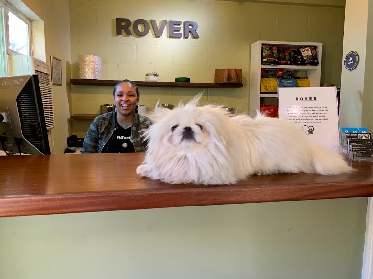 Rover Dog Hotel And Spa
