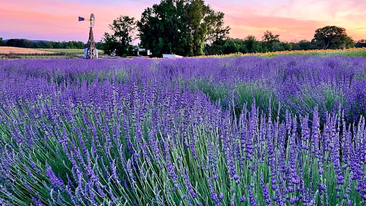 Wild Daisy Farm