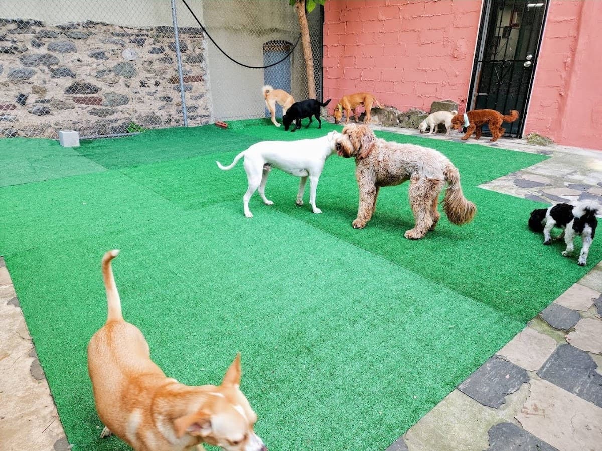 Dog Hotel-Dog Day care-Grooming-Paws Gurus Harlem