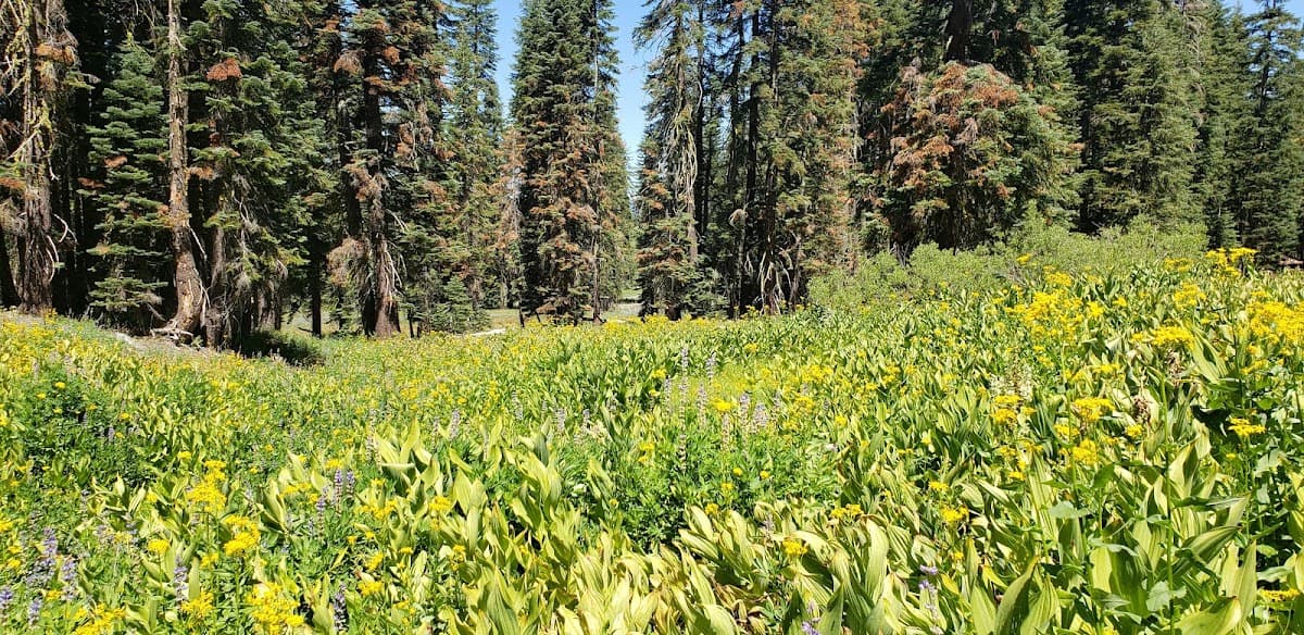 Mattley Meadow