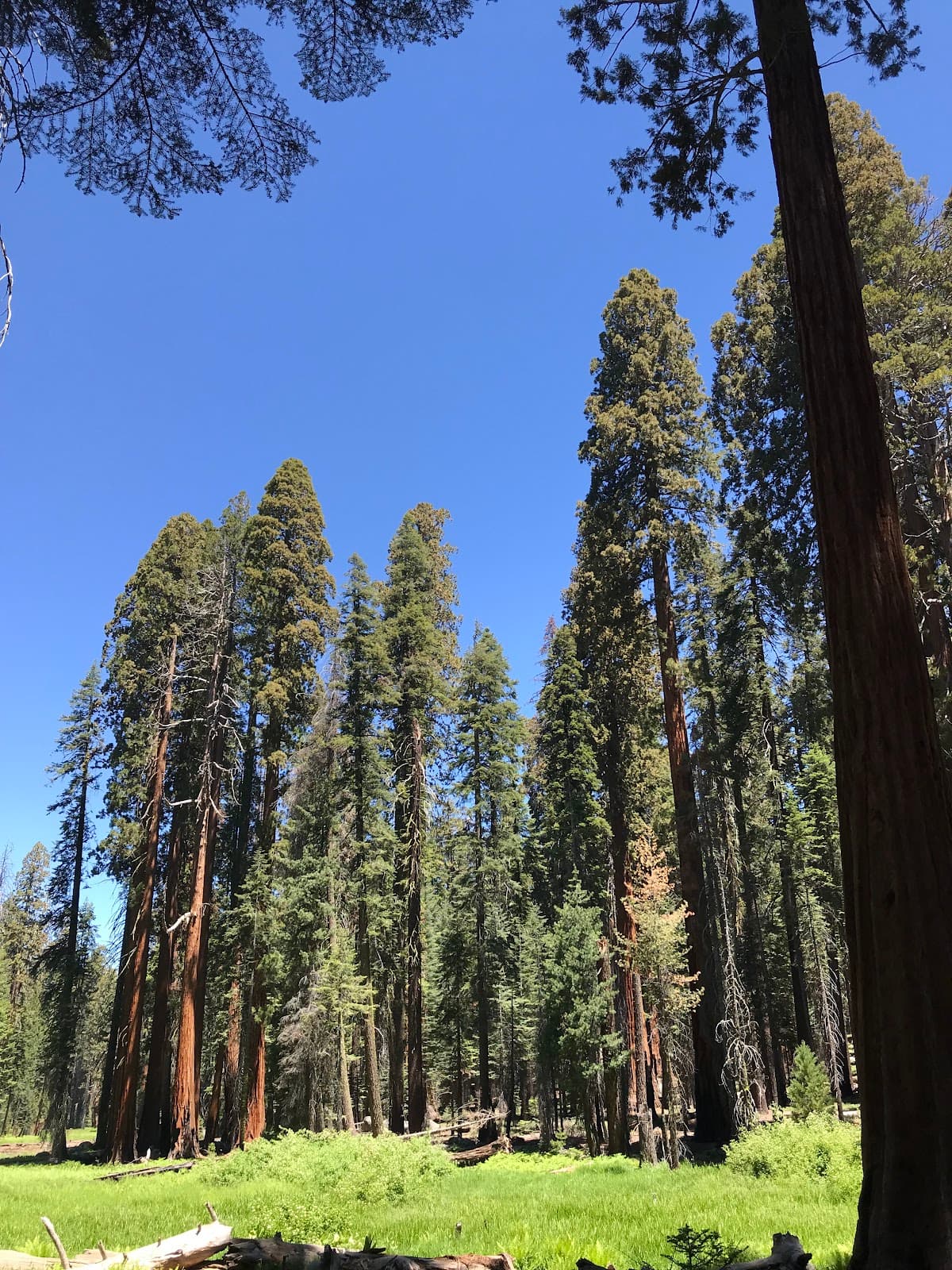 Circle Meadow