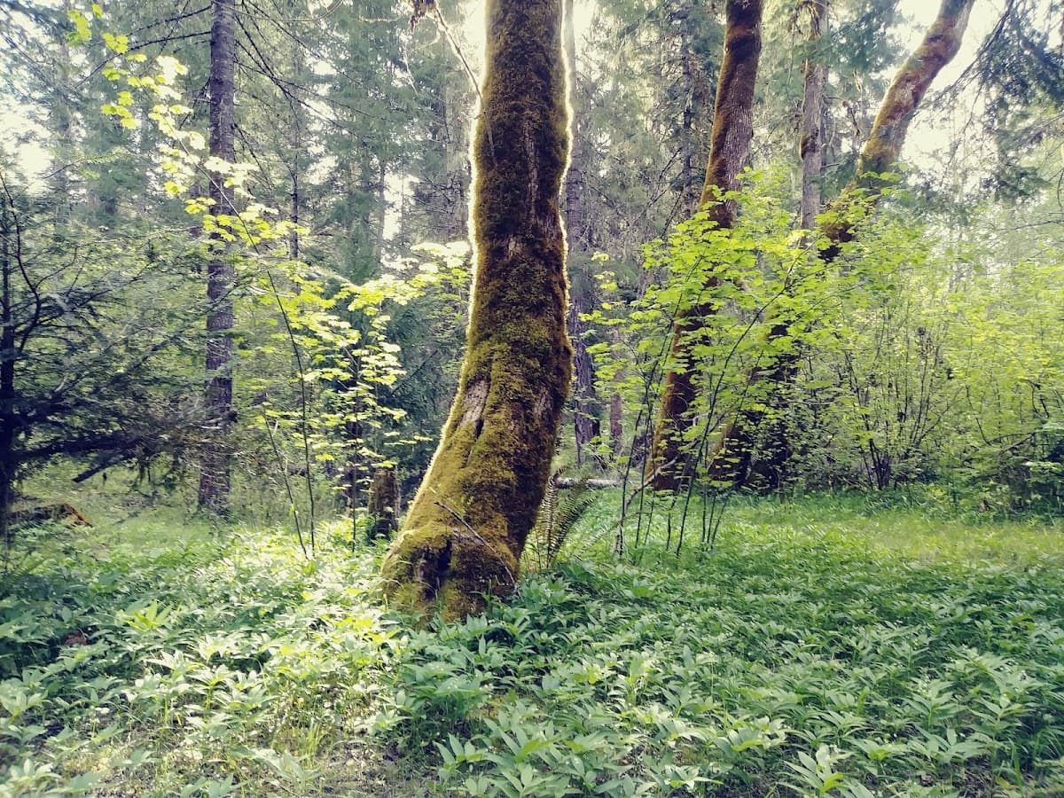 Elderberry Flat